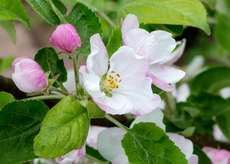 Branch of a blossoming apple tree