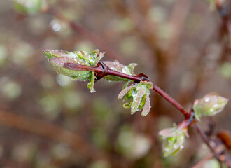 Spring green bud on branch.