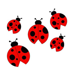 ladybug