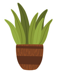 houseplant in pot