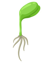 Young green sprout with roots. Agricultural planting illustration.