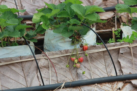 Close up photo of strawberry in farm