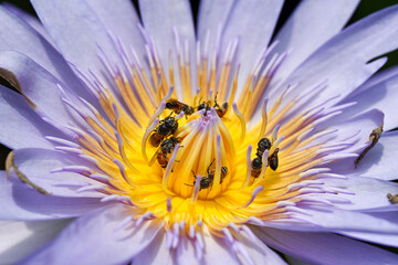 Bees collecting pollen from lotus water lilly flower, Bees do pollination is natural ecology.