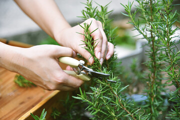 Woman cutting rosemary herb branches by scissors, Hand picking aromatic spice from vegetable home garden. - obrazy, fototapety, plakaty
