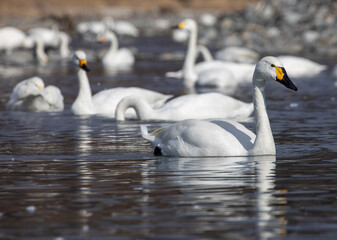 Obraz premium swan on the lake