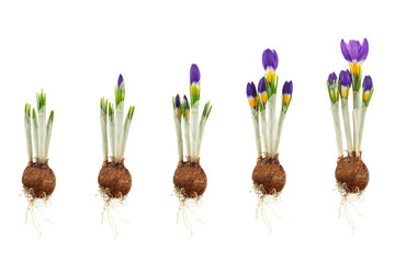 Growth stages of a three-coloured crocus from flower bulb to blooming flower isolated on white - 487138850