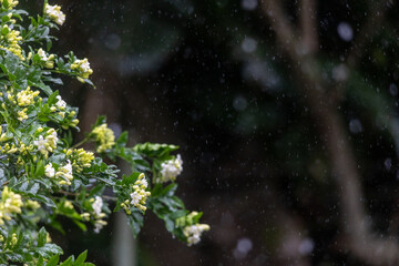 Fototapeta na wymiar white and yellow flowers in the rain