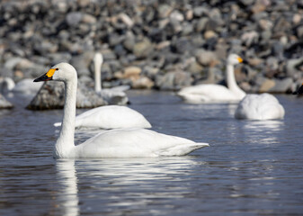 swan on the lake