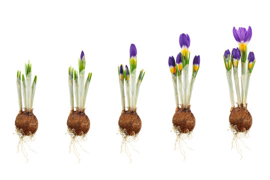 Growth stages of a three-coloured crocus from flower bulb to blooming flower isolated on white