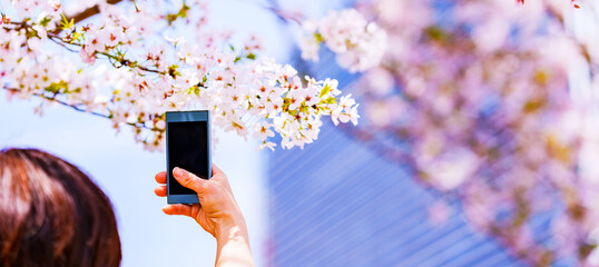 桜 を スマホ で 撮影 する　【 春 の 花見 の イメージ 】