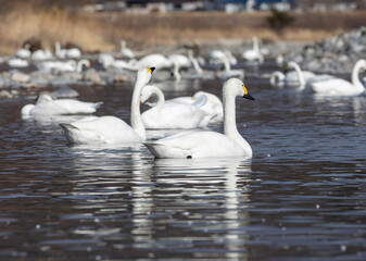 swans on the lake