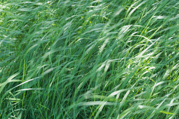 Green grass background. Wind. Springtime. Ecology. Botany 