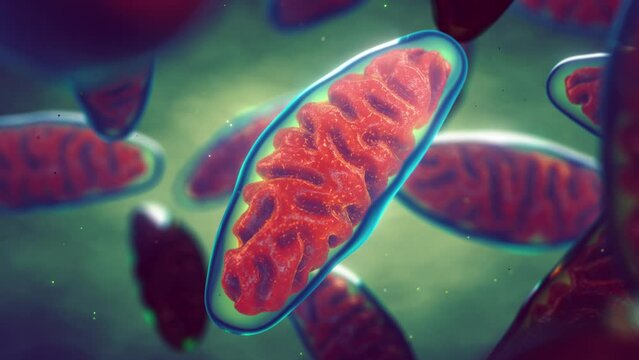 Mitochondria are cellular organelles found in most eukaryotic organisms. Adenosine triphosphate (ATP) is generated in mitochondria and is a source of  chemical energy