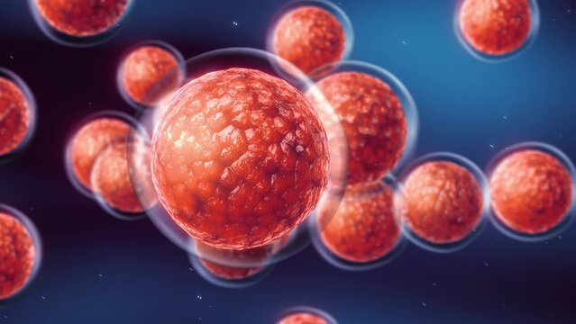 Animation of embryonic stem cells. Repairing damaged cells by reducing inflammation and modulating the immune system. Stem cell therapy concept