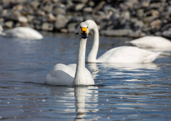 mute swan cygnus olor