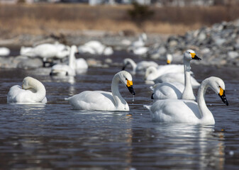 swans on the lake