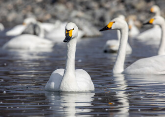 swan on the lake