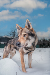 Portrait of a wolf lookalike on a snow. Czechoslovakian wolfdog Orco, famous from Instagram. 