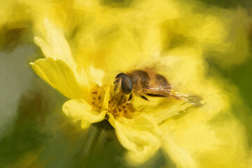 Digital painting of a Bee, or Honeybee, Apis Mellifera collecting pollen from a yellow flower.