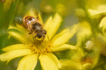 Digital painting of a Bee, or Honeybee, Apis Mellifera collecting pollen from a yellow flower.