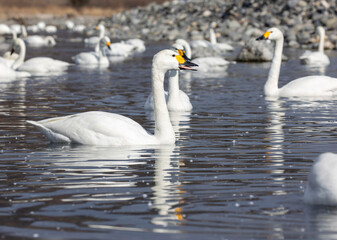 swans on the lake