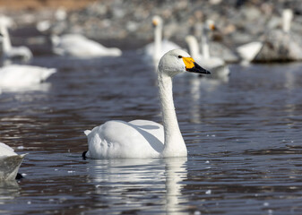 mute swan cygnus olor