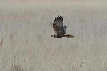 Common buzzard in flight (Buteo buteo) over reed beds