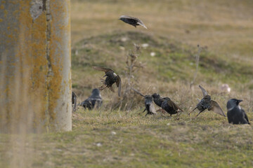 Common Starling (Sturnus vulgaris), also known as the European Starling or just Starling preparing to land
