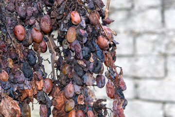 Bunches with rotten grapes against white wall. selective focus