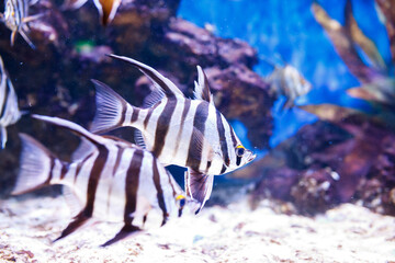 Marine fish in a large aquarium.