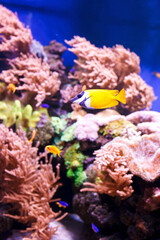Fototapeta na wymiar Marine fish in a large aquarium.