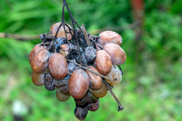 close up on a bunche with rotten grapes against green blurred background.  selective focus