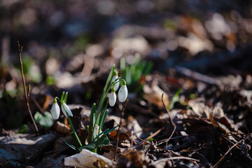wild white snowdrops growing from the forest ground