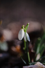 wild white snowdrops growing from the forest ground