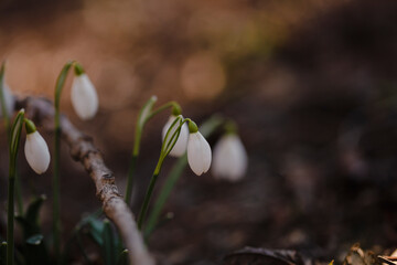 wild white snowdrops growing from the forest ground