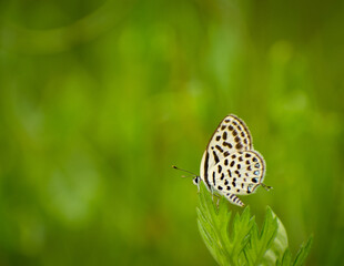 Himalayan Pierrot butterfly sitting on the green leaf. Slective focus. High quality photo - obrazy, fototapety, plakaty