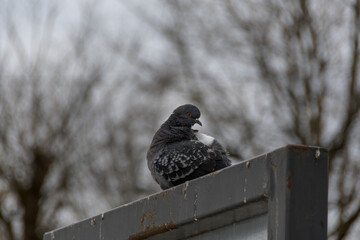 City pigeon close-up on a gray metal structure. Cloudy spring day.