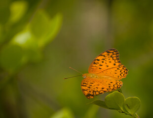 butterfly on flower