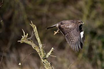 flying Common buzzard // fliegender Mäusebussard (Buteo buteo)