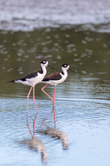 Fototapeta premium The black-necked stilt (Himantopus mexicanus) is a locally abundant shorebird of American wetlands and coastlines. River Tarcoles, Wildlife and birdwatching in Costa Rica.