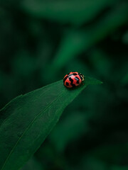 ladybug on green leaf
