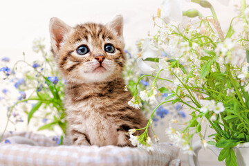 A striped kitten with blue eyes in a basket with flowers