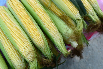 Fresh ripe corn close up