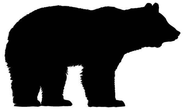 Black and white vector silhouette of an adult bear standing and looking forward. Isolated on white background.