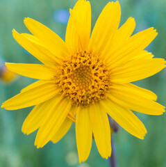 yellow echinacea flower