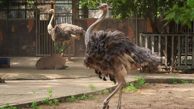 Happy Ostrich spinning in circles in a zoo at 60 fps