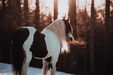 Irish Cobs im Winter