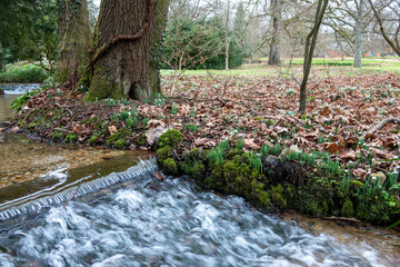 water flowing over stones in the stream in the countryside with snowdrops in the background