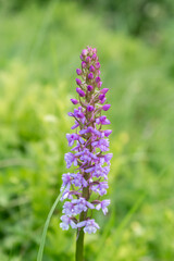 orchis flower