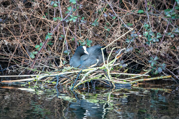 coot sitting on his nest in the river